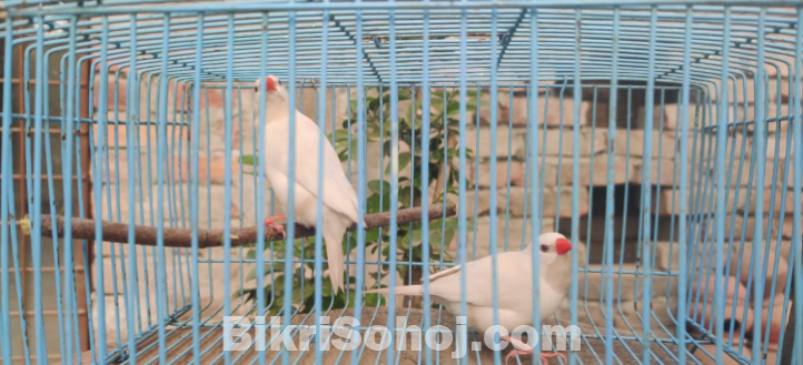 Long tailed finch লং টেইলড ফিন্চ